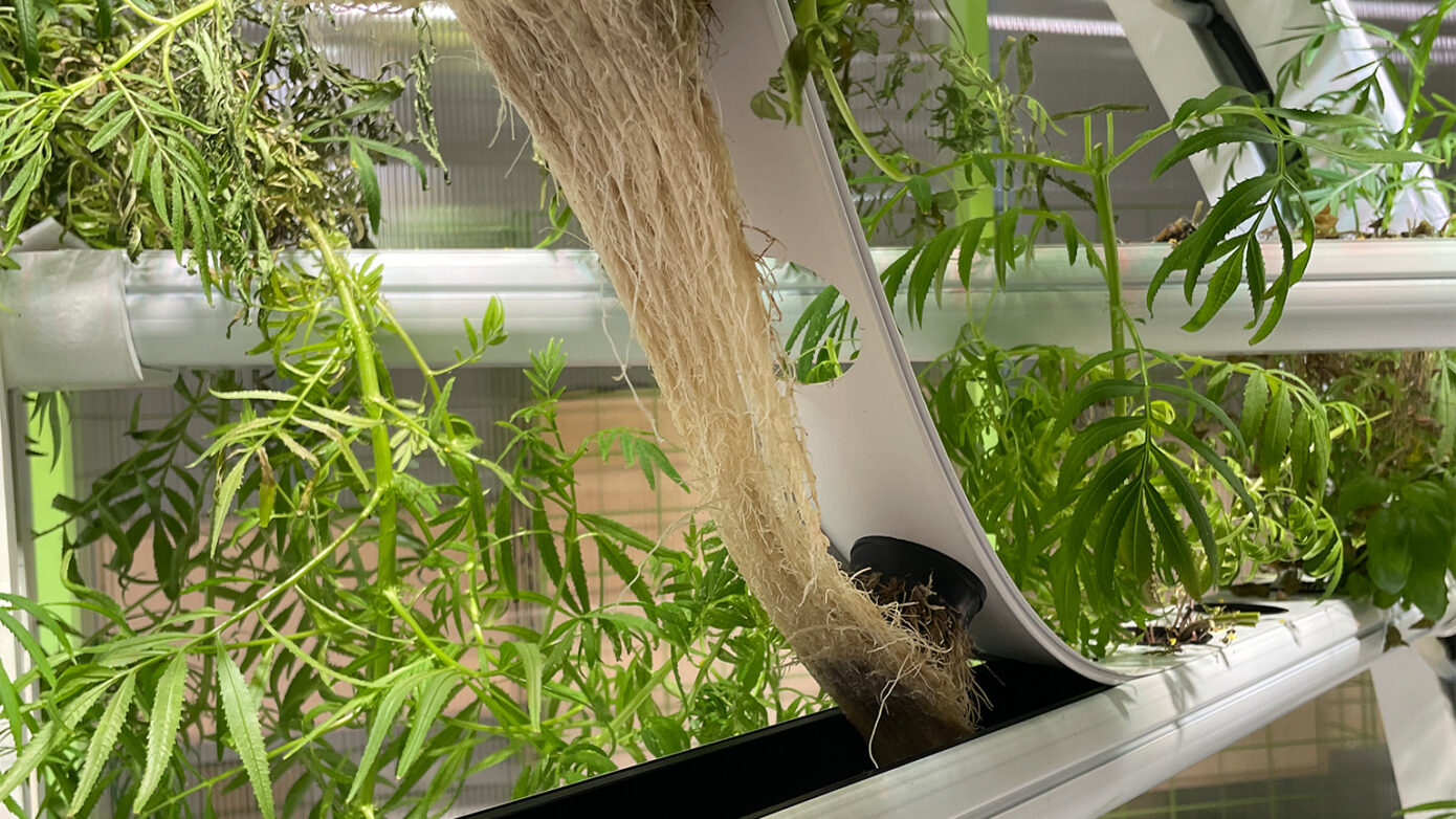 ALINA :: The Vertical Farm Sculpture - Vertical Farm Institute