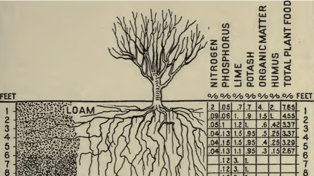 Diagram Fertilizer and soil depths