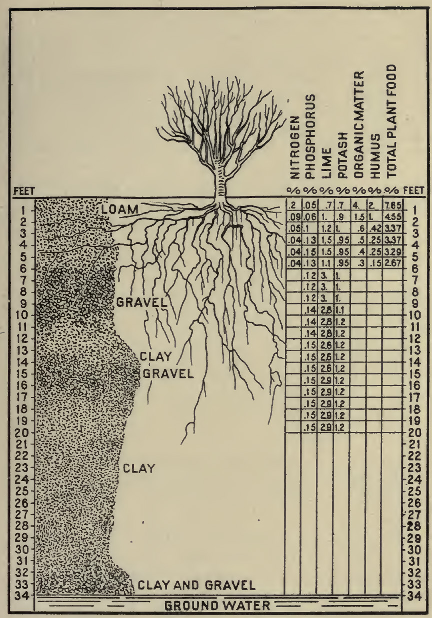 Diagram Fertilizer and soil depths